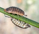 Common woodlice getting by