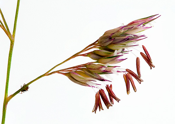 Phalaris floret