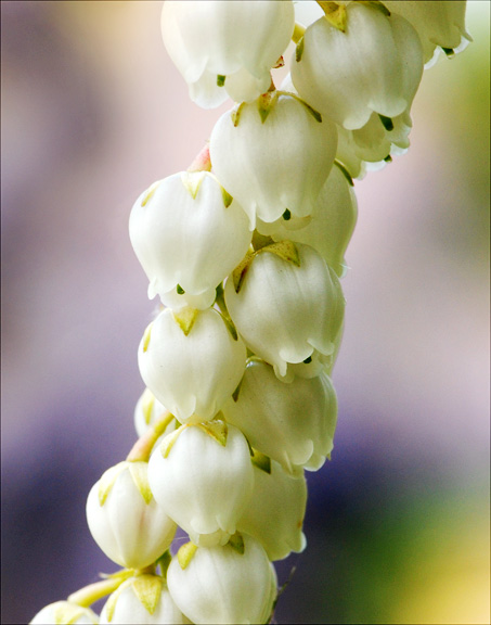 Pieris flower