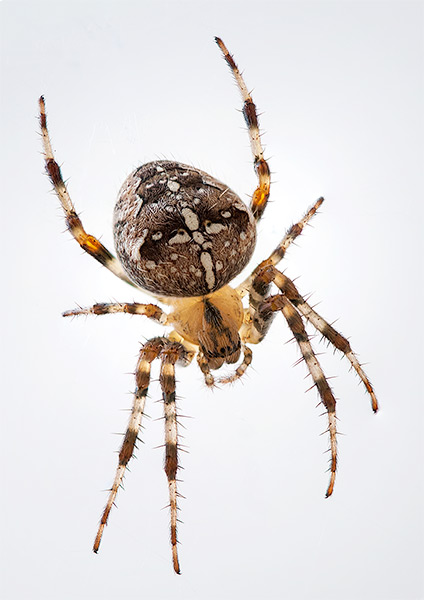 Portrait of a garden spider