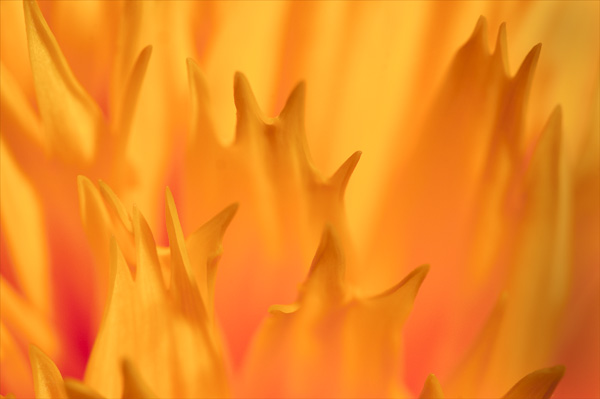 Sunflower Inferno