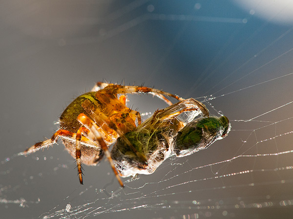 Two-course dinner for Araneus